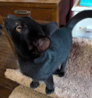 Elowyn (bonded with Emerson)