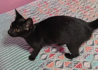 Elowyn (bonded with Emerson)