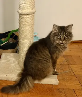 Maggie
