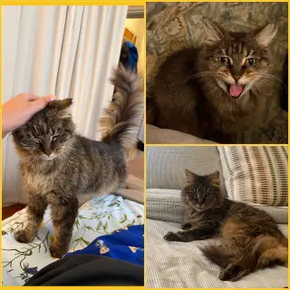 Maggie