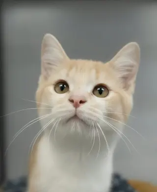 Greta