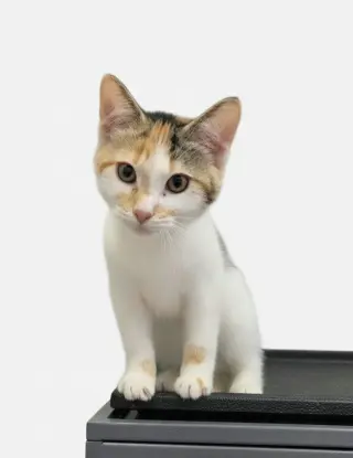 Nellie