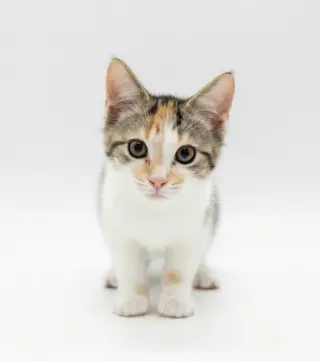 Nellie