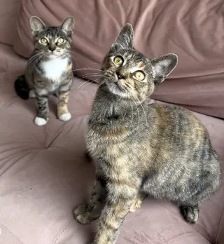 Cucumber & Crouton