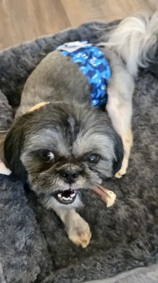 Ozzy