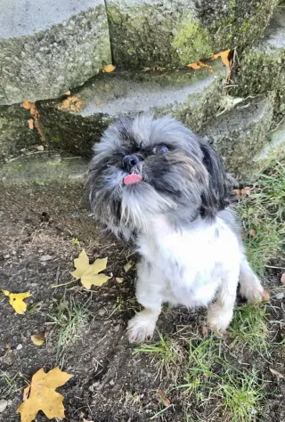 Ozzy