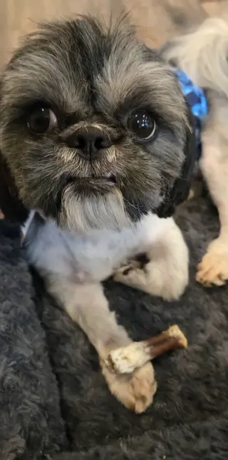 Ozzy