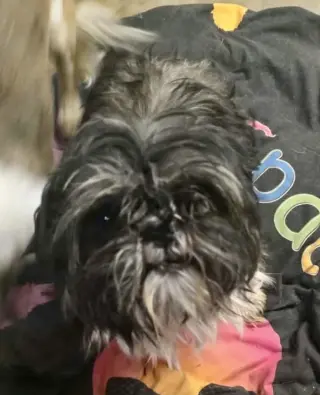 Ozzy
