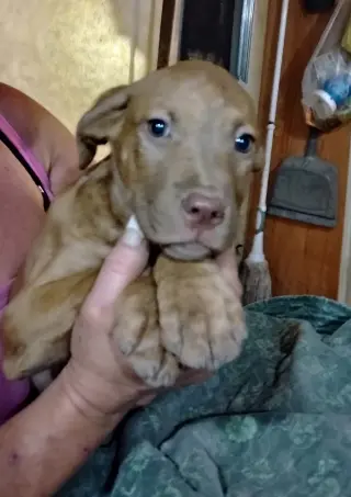 Rudy