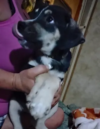 Pedro