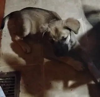 Chewy