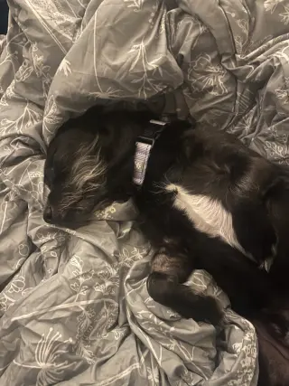 Chester