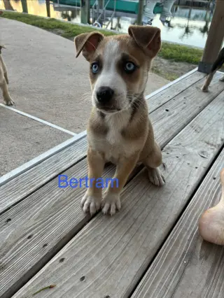 Bertram*
