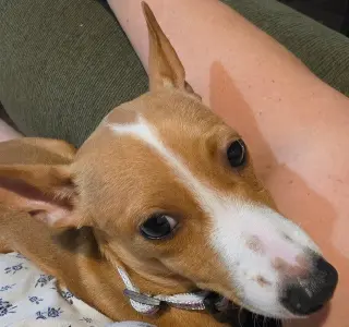 Lily