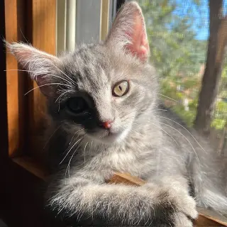 Rebel