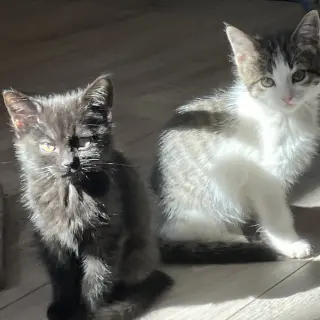 Ruckus