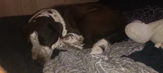 Miss Molly