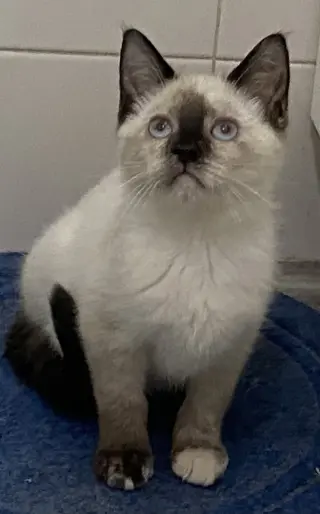 Francis Gidget