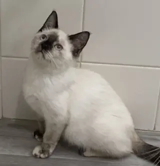 Francis Gidget