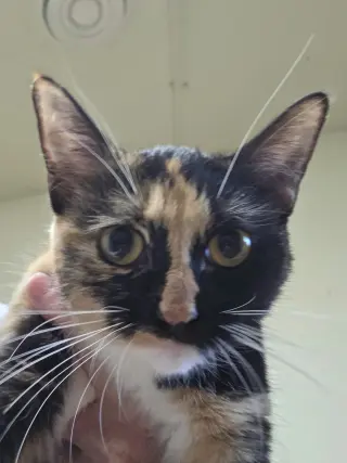 Darla