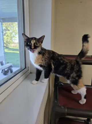 Darla