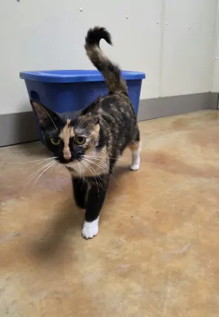 Darla