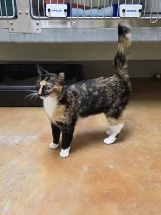 Darla