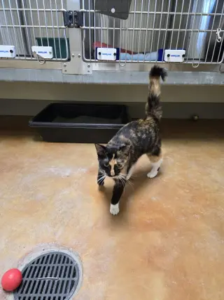 Darla