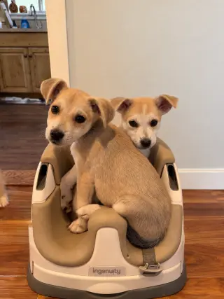 Witchy Poo