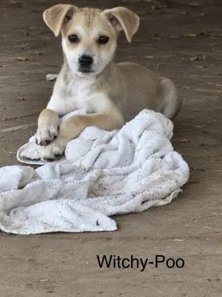 Witchy Poo
