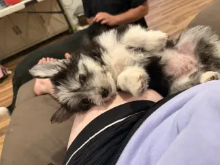 Boo Bear