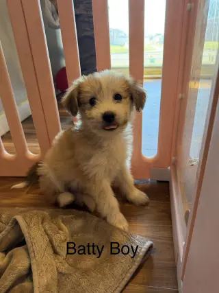 Batty Boy