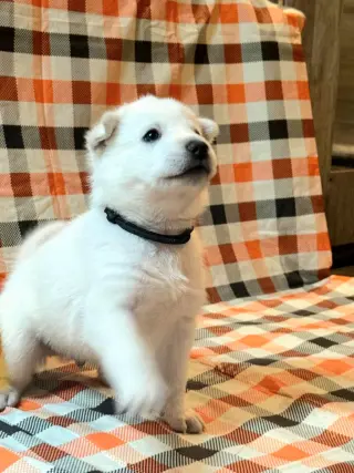 Arbie