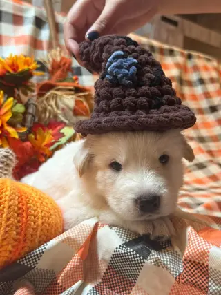 Alfie