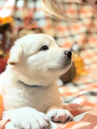 Alfie
