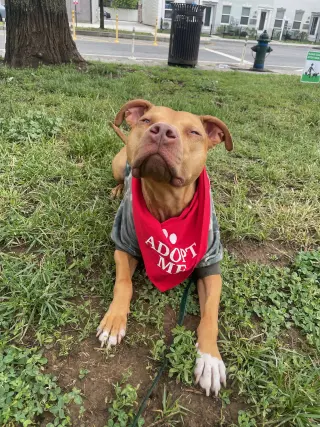 Bronx