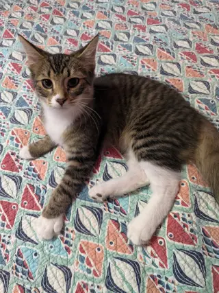 Emerson (bonded with Elowyn)
