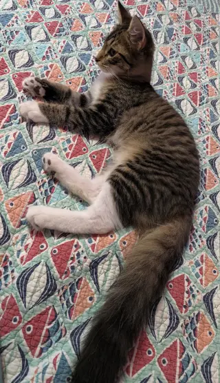 Emerson (bonded with Elowyn)