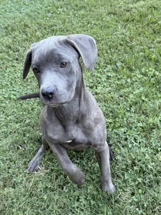 Ellie II