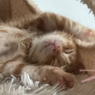Juno