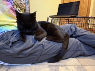 Stella