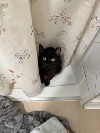 Stella