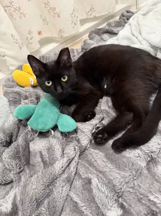 Stella