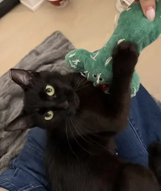 Stella