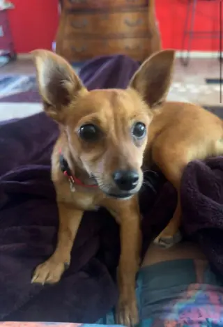 NUGGET