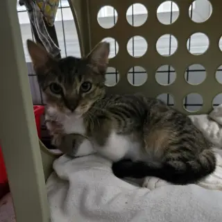 Axel