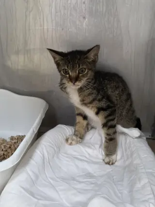 Axel