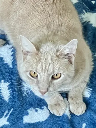 Preston (Barn Cat FCID# 09/10/2026 - 40 Trainer)