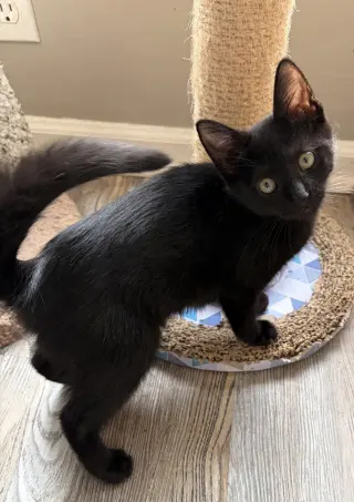 Darknyan