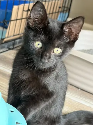Darknyan